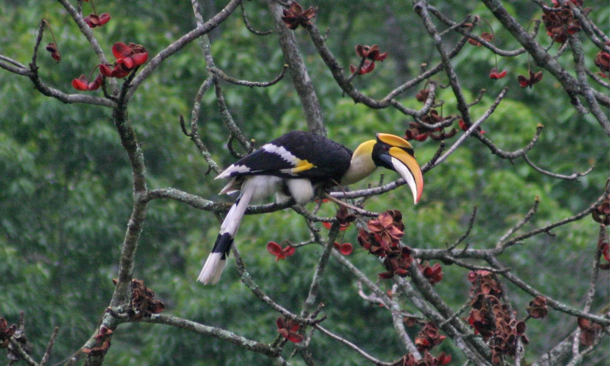 Bhutan Bird Watching Tour